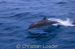 Spinner Dolphin  -  i'd like to say that this was the RAW... by Christian Loader 